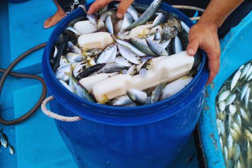 Thay Thế Nước Đá Cho Tàu Đánh Cá